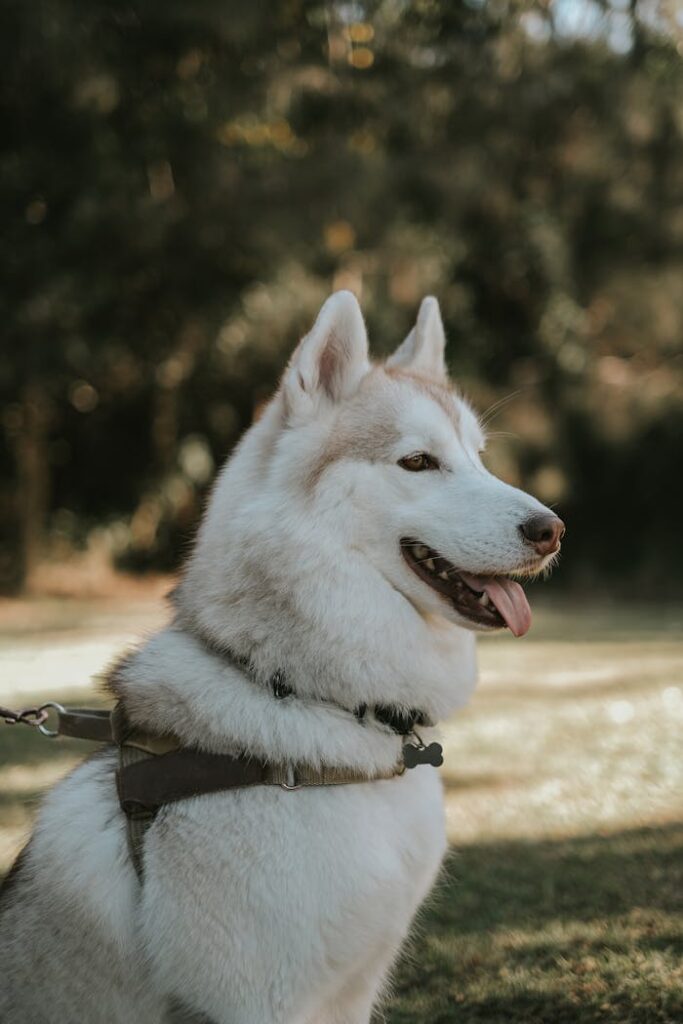 Portrait of a Siberian Husky with harness enjoying a sunny day in a meadow.