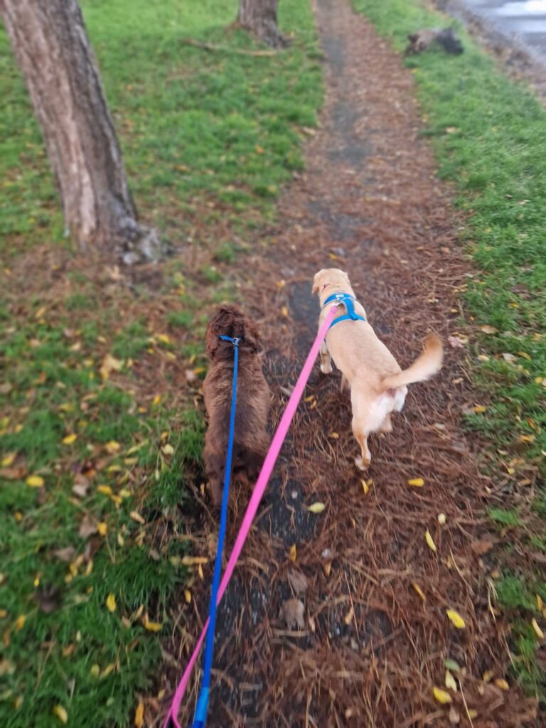 08 03 2026 at 13.15.20tailoredtailsco 10