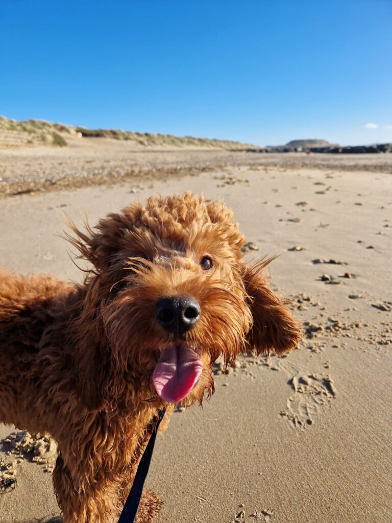 08 03 2026 at 13.15.20tailoredtailsco 11