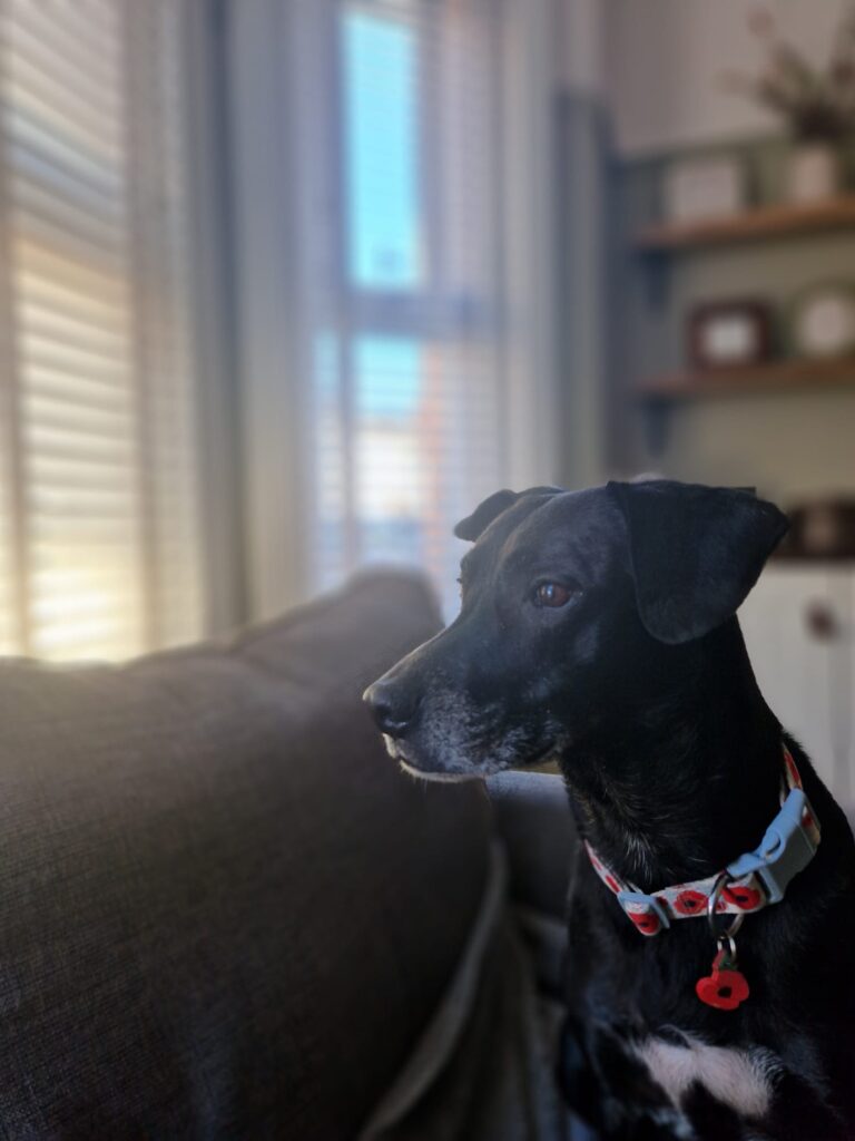 08 03 2026 at 13.15.20tailoredtailsco 12