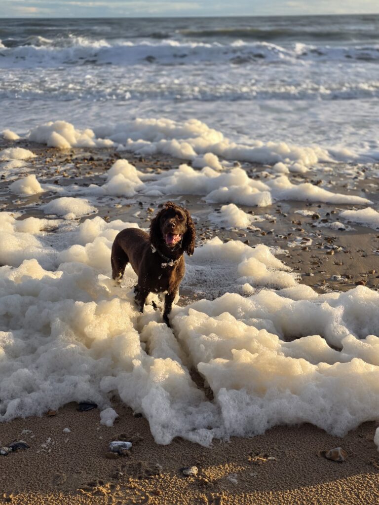 08 03 2026 at 13.15.20tailoredtailsco 14