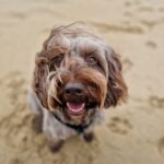 08 03 2026 at 13.15.20tailoredtailsco 15