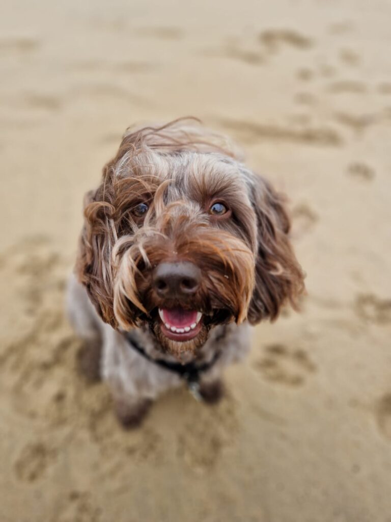 08 03 2026 at 13.15.20tailoredtailsco 15