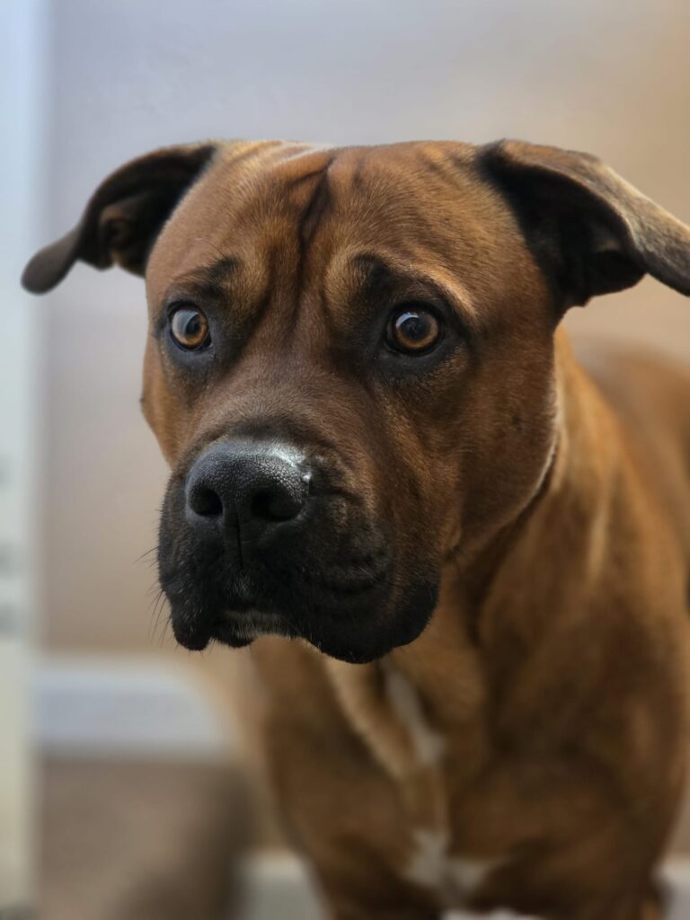 08 03 2026 at 13.15.20tailoredtailsco 2