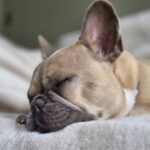 08 03 2026 at 13.15.20tailoredtailsco 3