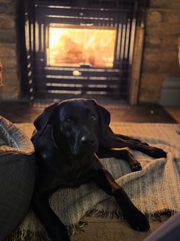 08 03 2026 at 13.15.20tailoredtailsco 5