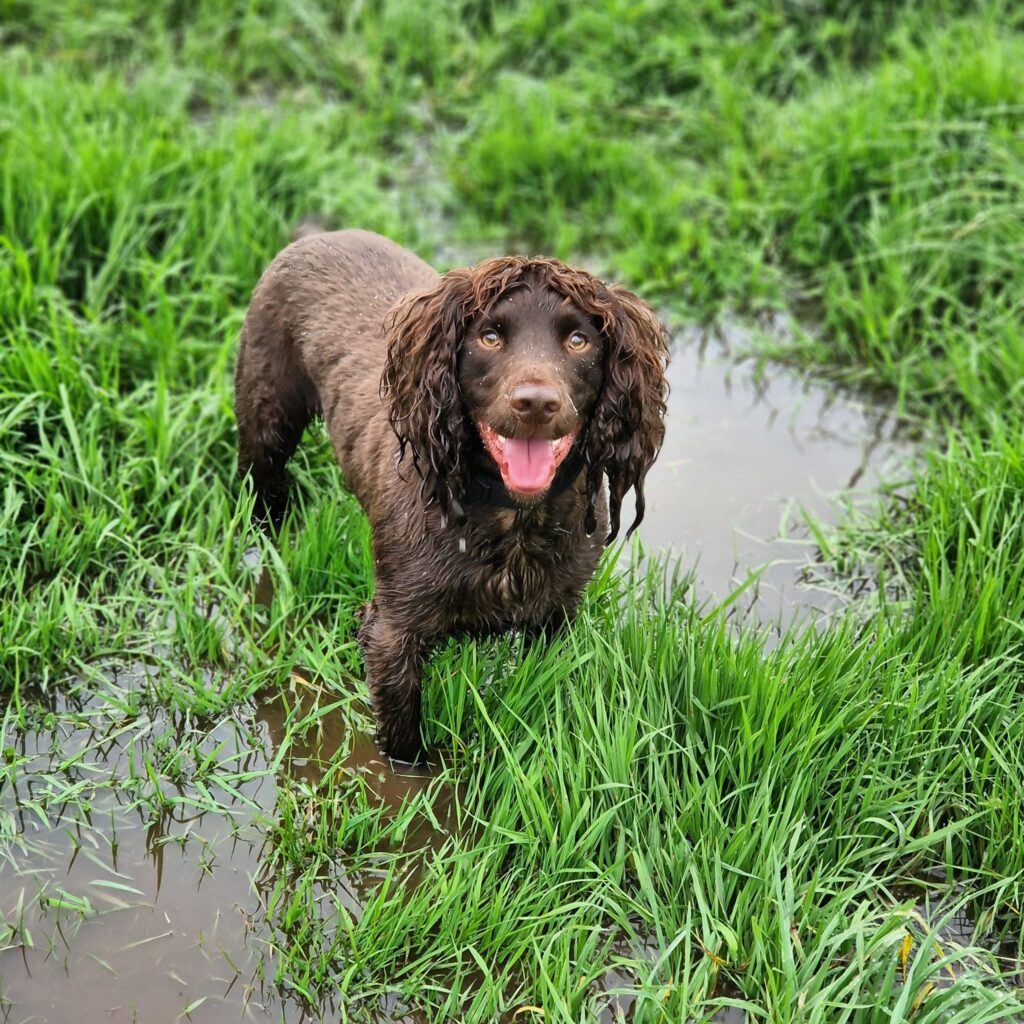 08 03 2026 at 13.15.20tailoredtailsco 7