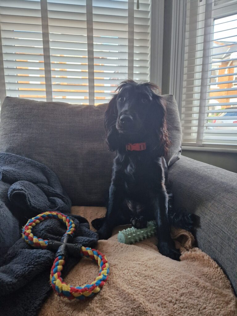 08 03 2026 at 13.15.20tailoredtailsco 8