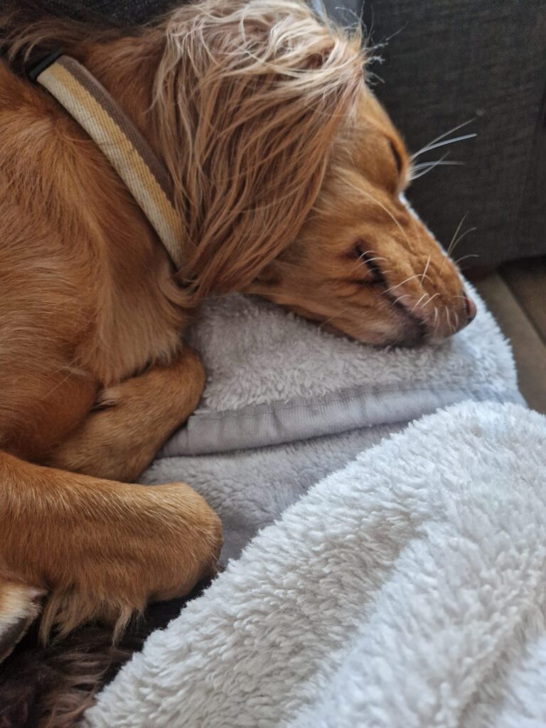 08 03 2026 at 13.15.20tailoredtailsco 9